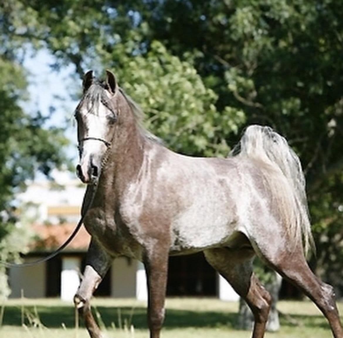 Fynt Serondella